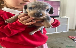 Miniature Dachshund dogs for sale: Beautiful miniature dachshunds  - Image 7
