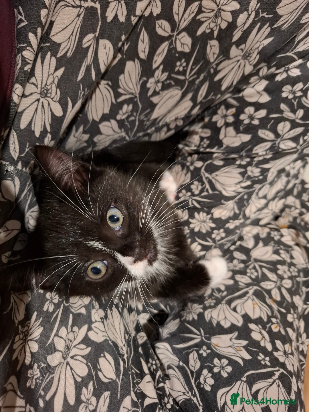 Mixed Breed cats for sale: Lovely kitchen boy looking new home  - Advert 5