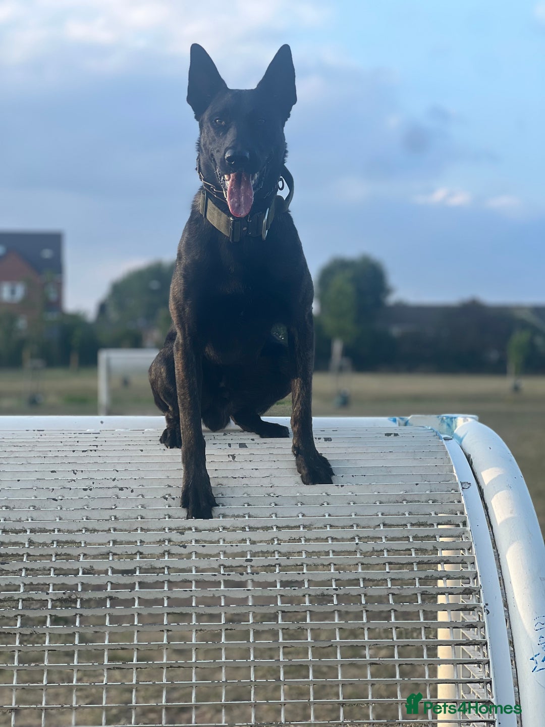 Belgian Shepherd Dog dogs for sale: Dutch Herder - Image 2