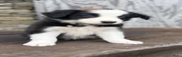 Border Collie dogs for sale: Stunning red / blue / black & white pups - Advert 5