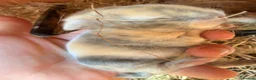Mini Lop rabbits for sale: MINI LOP BUNNIES - PEDIGREE  - Advert 30
