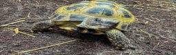 Tortoise reptiles for sale: Horsefield Tortoise - Advert 4