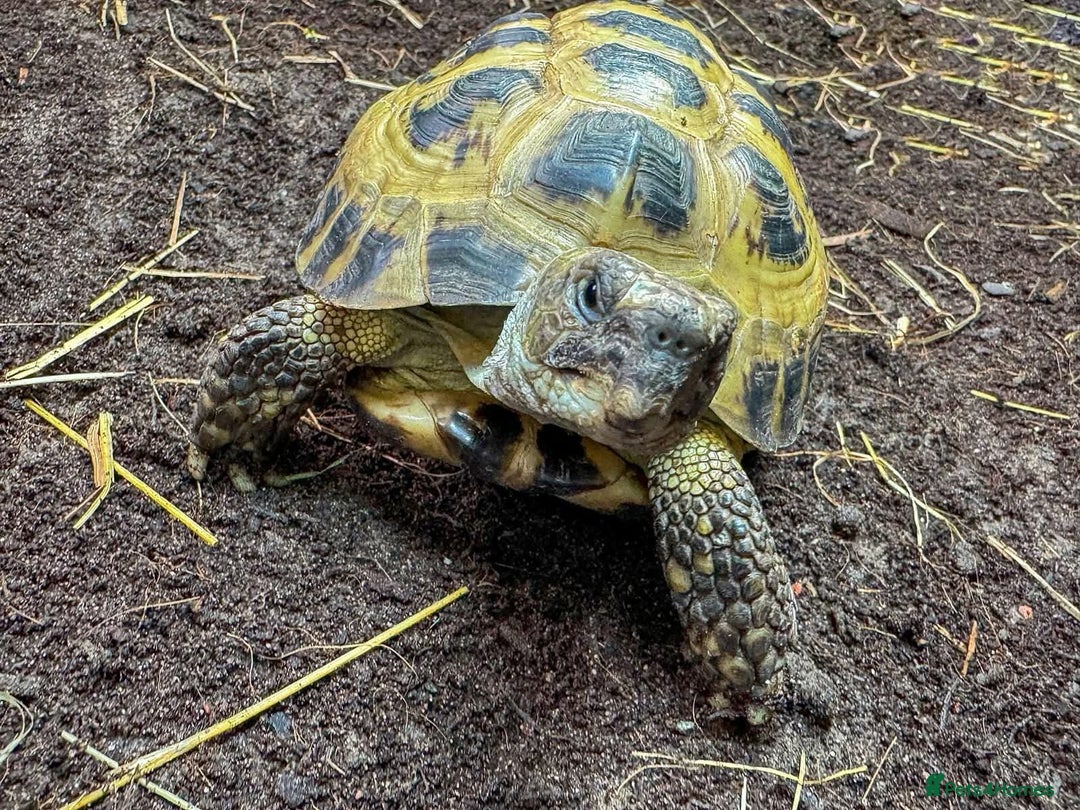 Tortoise reptiles for sale: Horsefield Tortoise - Advert 4