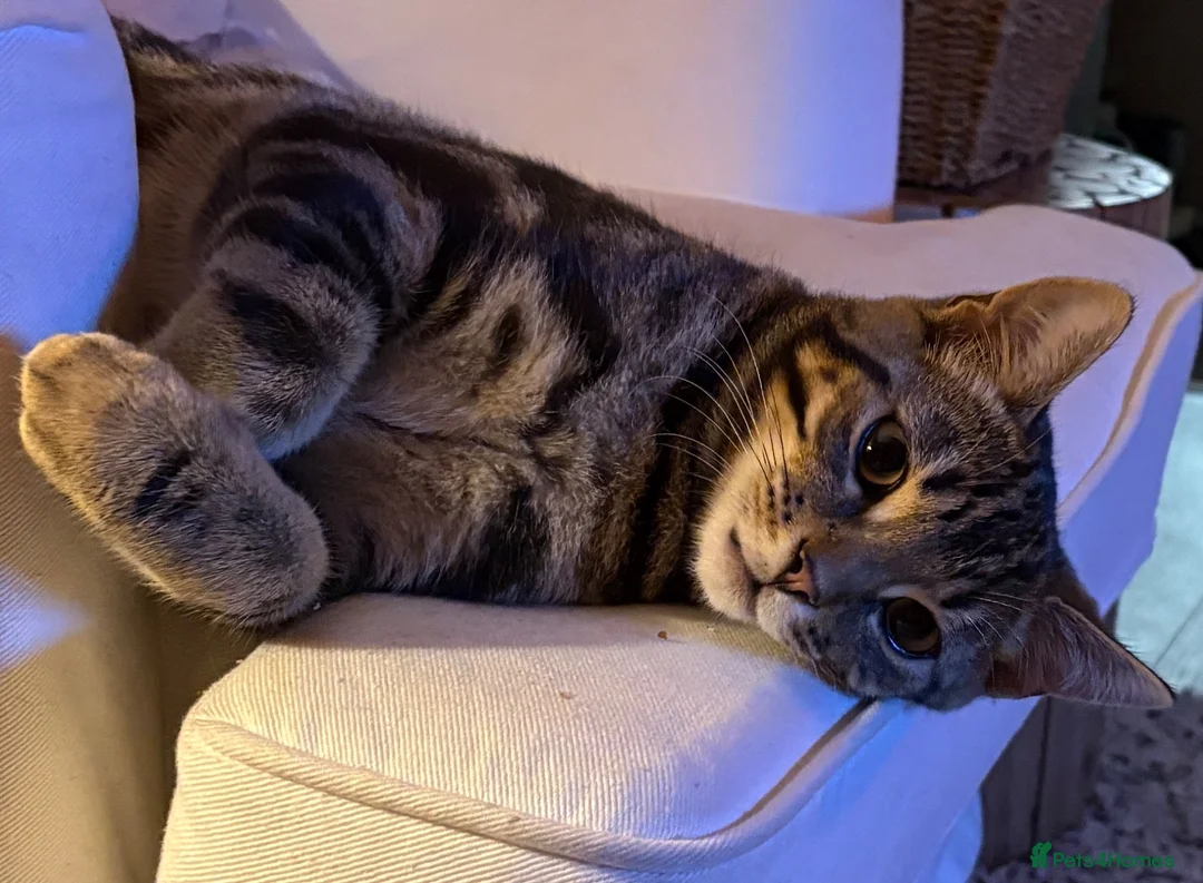 British Shorthair cats for sale: Male Tabby Cross - Advert 6