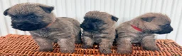 Cairn Terrier dogs for sale: Stunning KC reg cairn terrier pups  - Advert 10