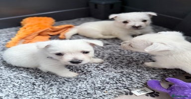 West Highland Terrier dogs - Advert 12