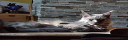 Maine Coon cats for sale: Three beautiful Maine Coon kittens - Advert 28