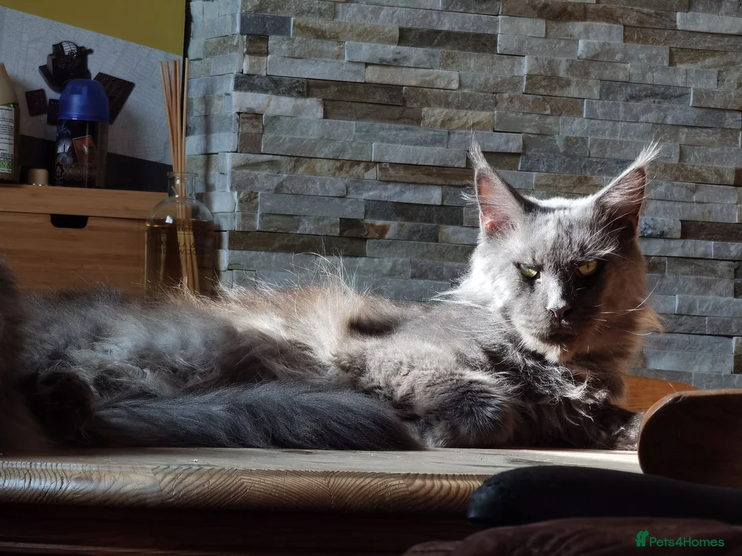 Maine Coon cats for sale: Three beautiful Maine Coon kittens - Advert 28