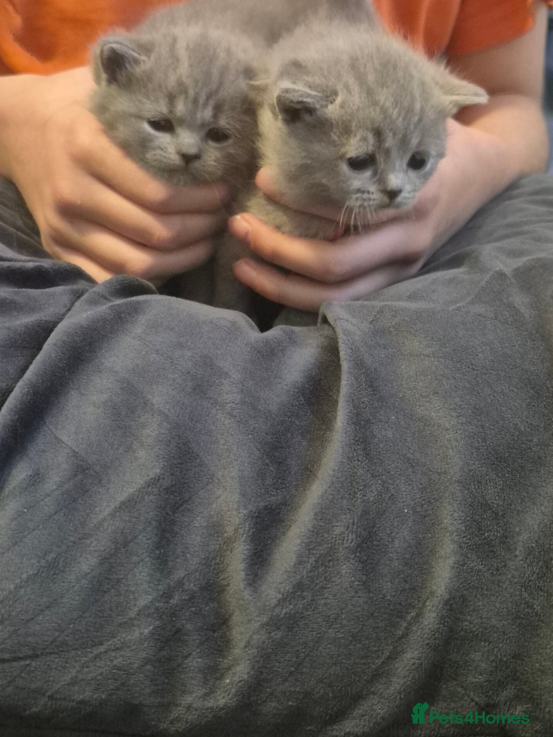 British Shorthair cats for sale: British short hair blue - Advert 3