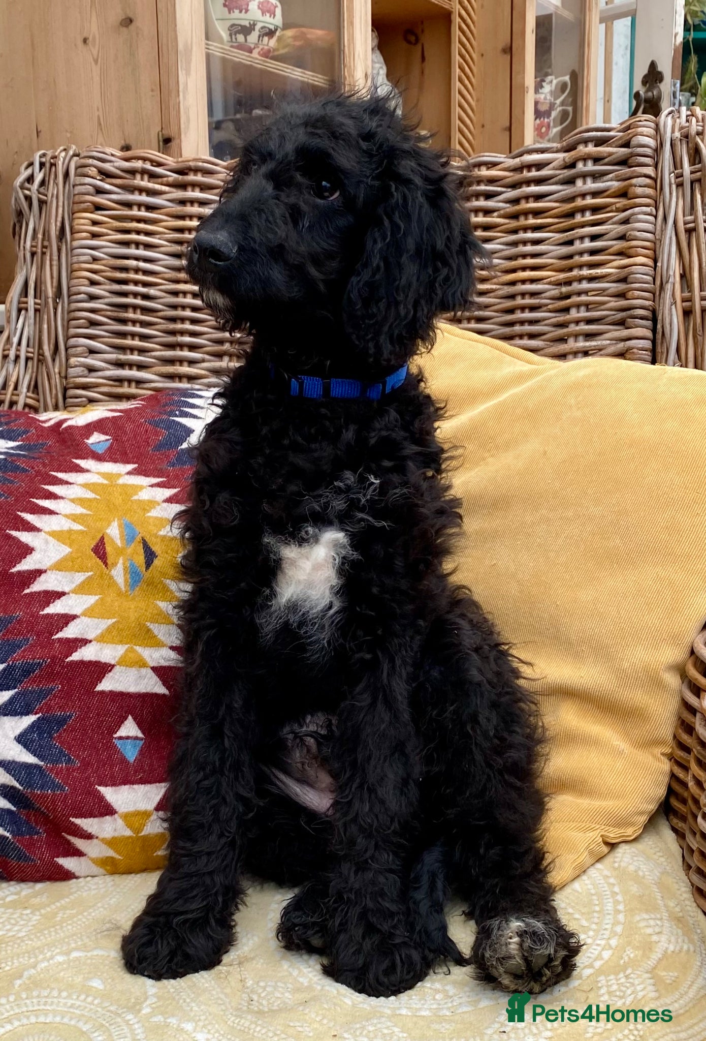 Irish Doodle dogs Reduced -  Standard Irish Doodles - Advert 11