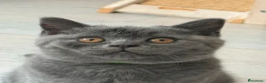 British Shorthair 1