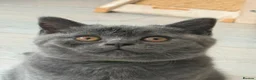 British Shorthair cats for sale: British Shorthair Boy - Champion Line - Advert 7