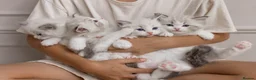 Ragdoll cats for sale: Best Ragdoll kittens - Advert 27