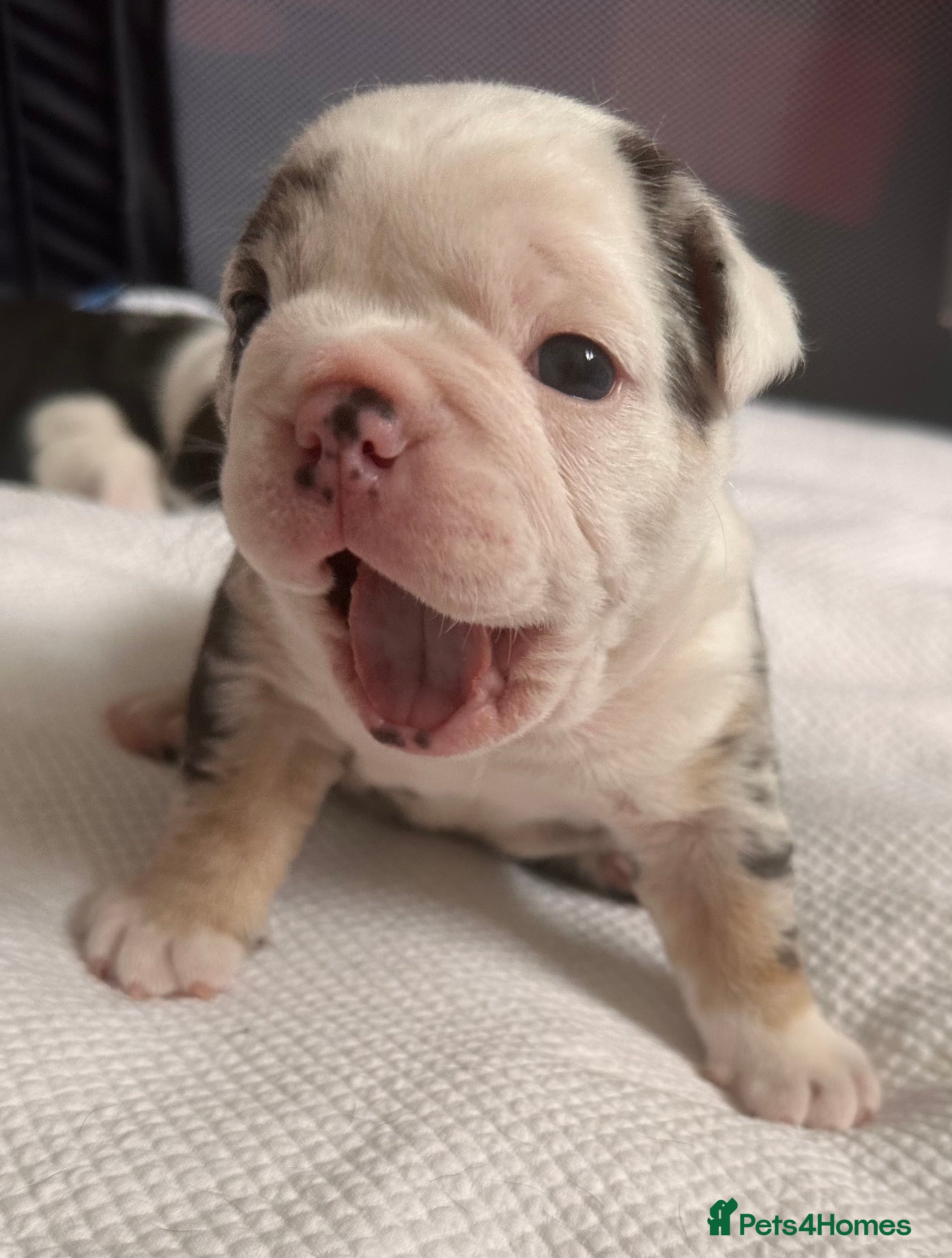 English Bulldog dogs 🐾 EXCEPTIONAL OLDE ENGLISH BULLDOG PUPPIES 🐾 - Advert 2