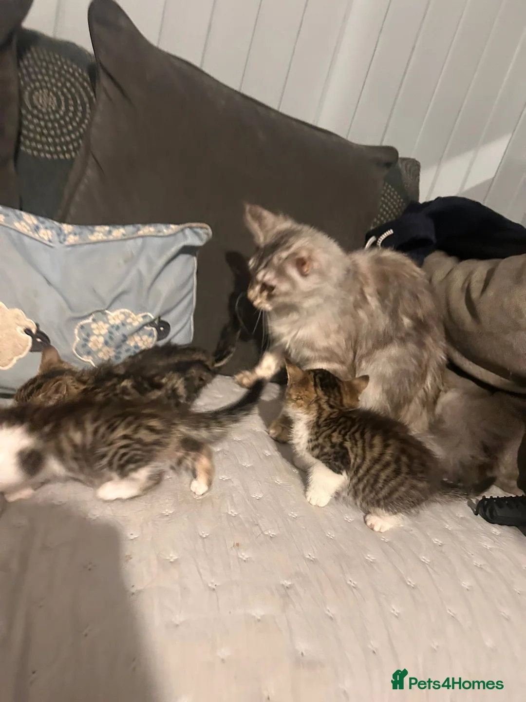 Mixed Breed cats for sale: Mainecoon cross kittens ready now  - Advert 2