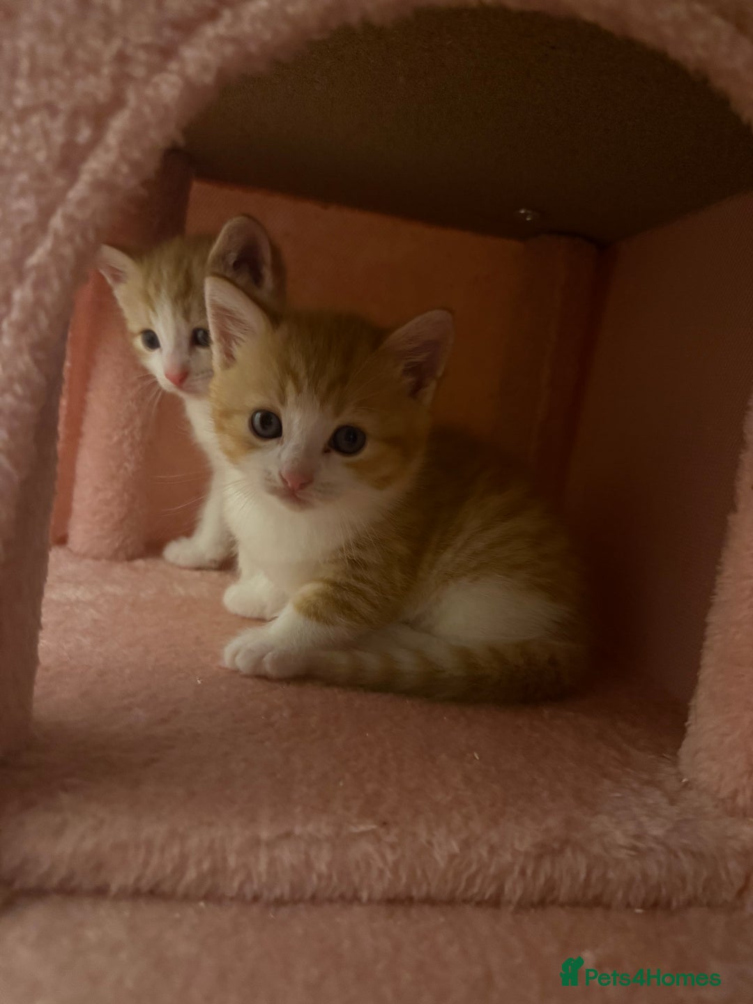 Mixed Breed cats for sale: 4 beautiful kitty’s for sale  - Advert 8