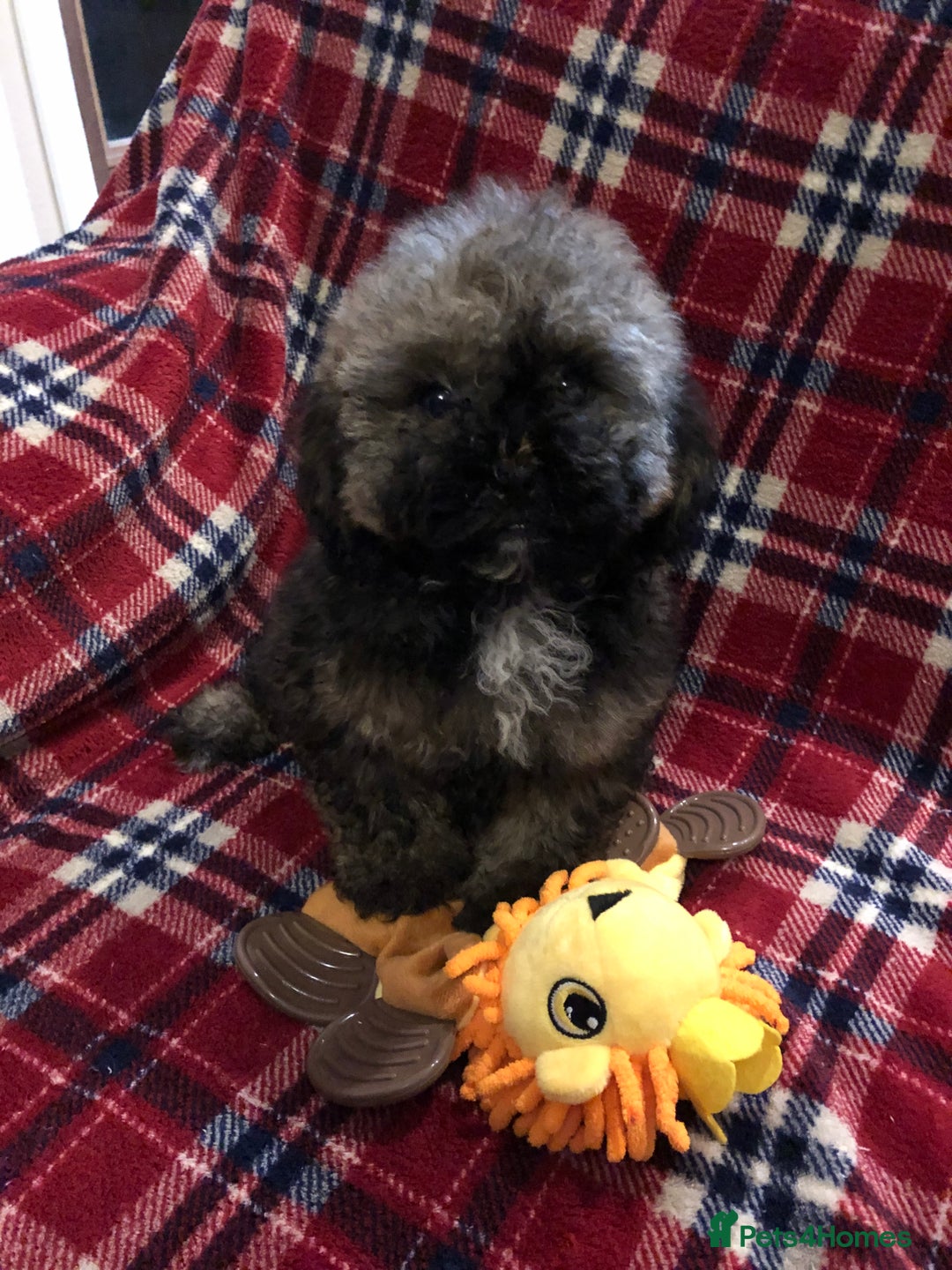 Shihpoo dogs for sale: shihpoo puppies for sale  - Advert 10