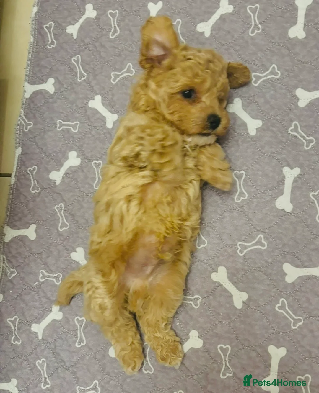 Maltipoo dogs for sale: F1 Maltipoo fantastic little boy 💙 in Swadlincote - Advert 5