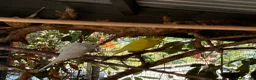 Budgerigars birds for sale: Helicopter Budgies  - Advert 5