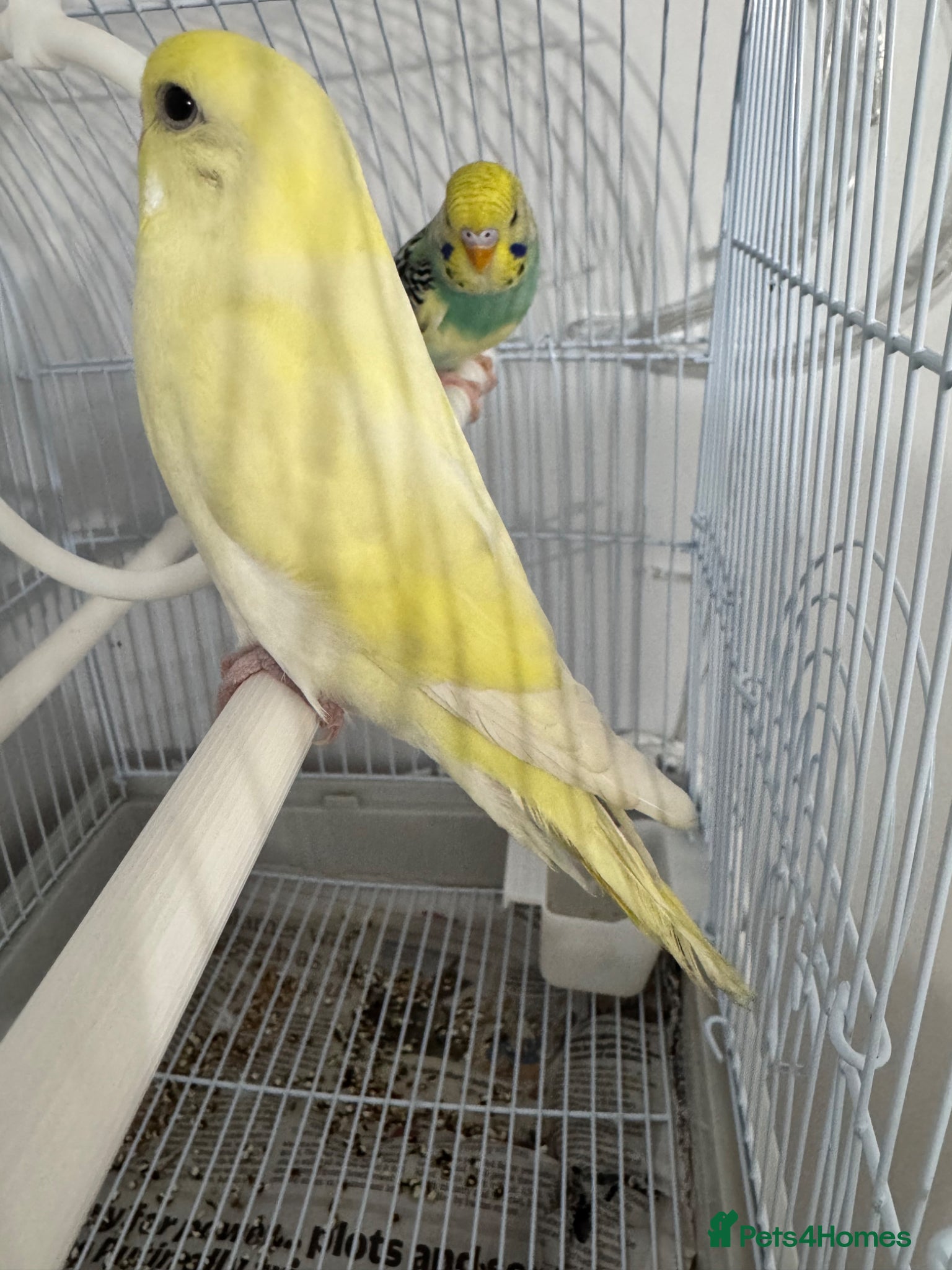 Budgerigars birds Pair of beautiful hand tamed budgies  - Advert 1