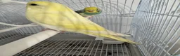 Budgerigars birds for sale: Pair of beautiful hand tamed budgies  in Bolton - Advert 1