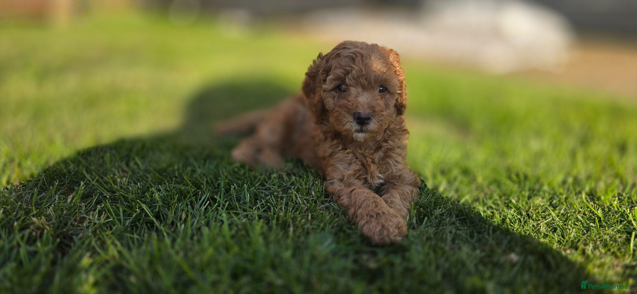 Cockapoo dogs 1 Red F1BB Toy Cockapoo Available from 28th July! - Advert 1
