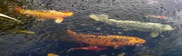 Pond Fish fish for sale: Beautiful Koi and Goldfish to be rehomed in Peacehaven - Advert 3