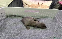 Whippet dogs for sale: Whippet , blue and blue and white puppies for sale - Image 20