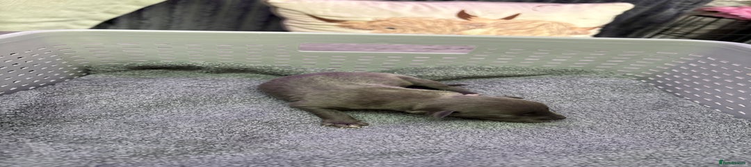 Whippet Puppy 4