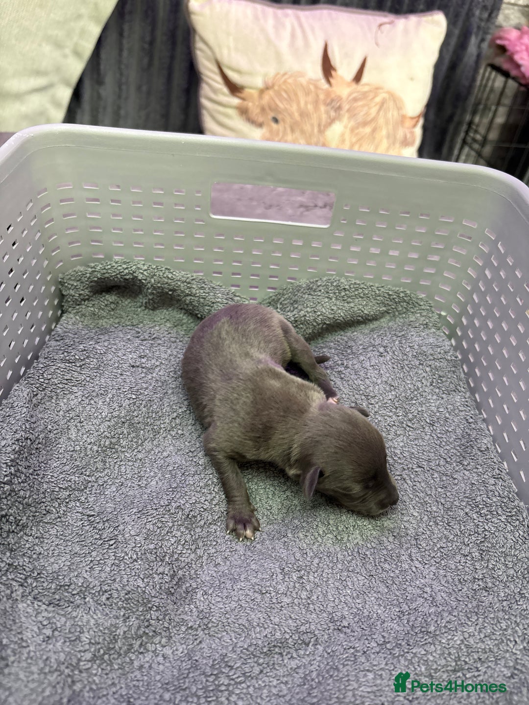 Whippet dogs for sale: Whippet , blue and blue and white puppies for sale - Image 20