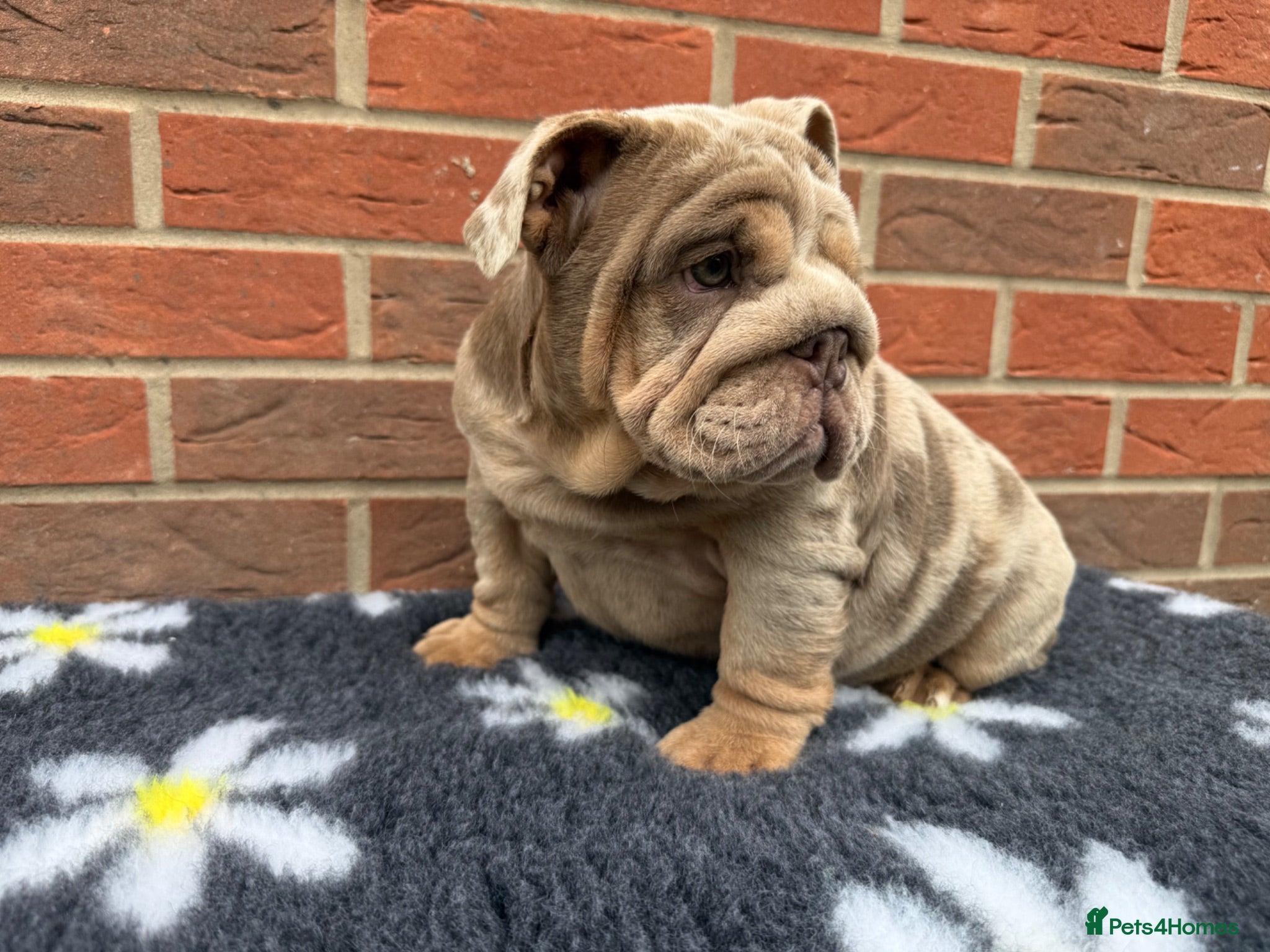 English Bulldog dogs Mr Muscles litter KC English Bulldogs - Advert 1
