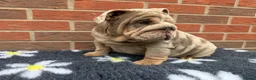 English Bulldog dogs for sale: Mr Muscles litter English Bulldogs - Advert 1