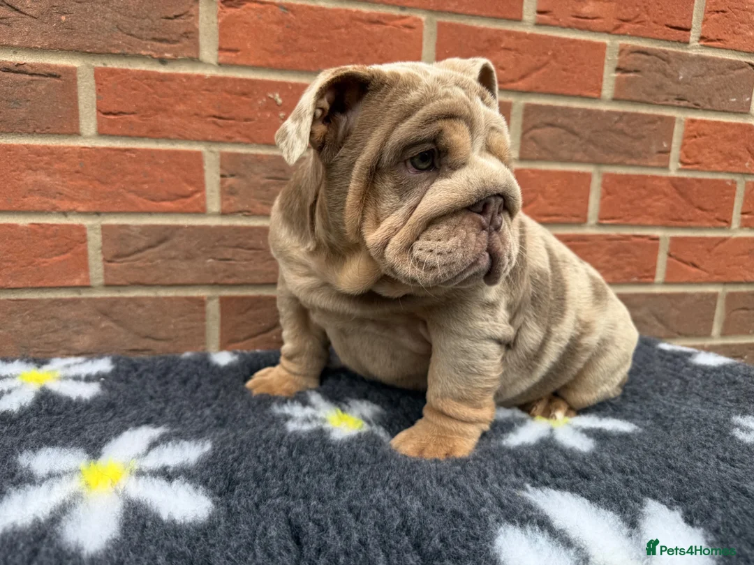 English Bulldog dogs for sale: Mr Muscles litter English Bulldogs - Advert 1
