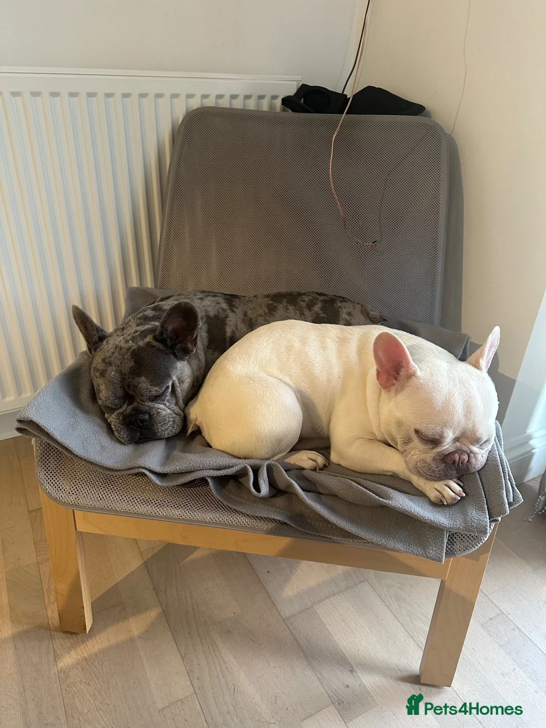 French Bulldog dogs for sale: French bulldog puppies for sale  in Watford - Advert 2