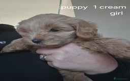 Mixed Breed dogs for sale: Shitzu cocapoo puppies - Image 1