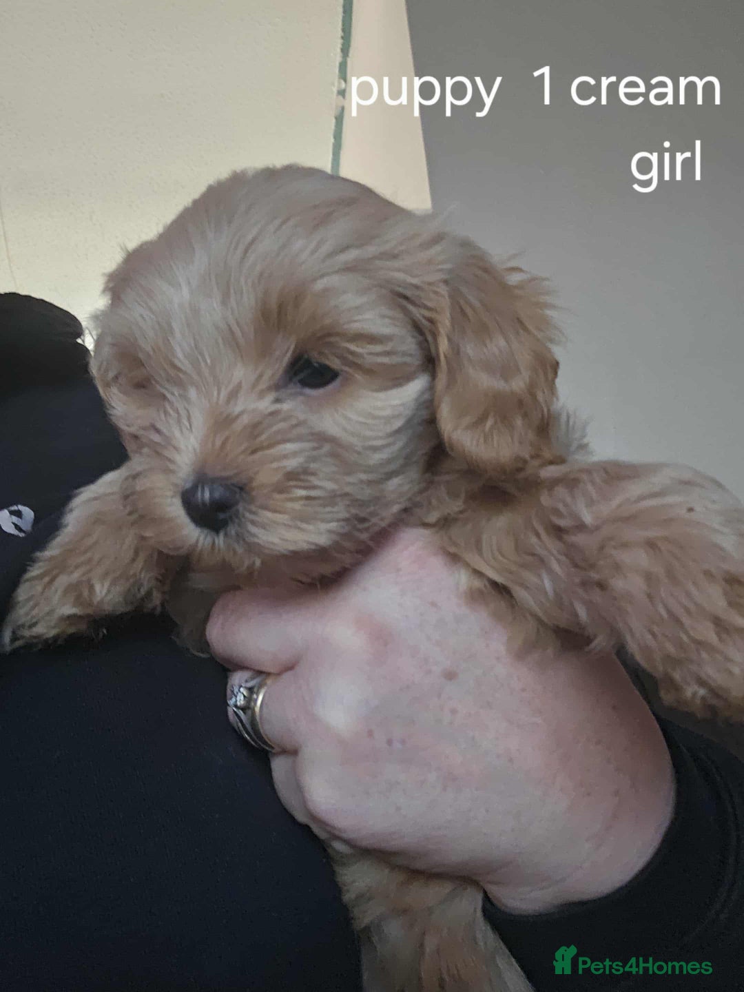 Mixed Breed dogs for sale: Shitzu cocapoo puppies - Image 1