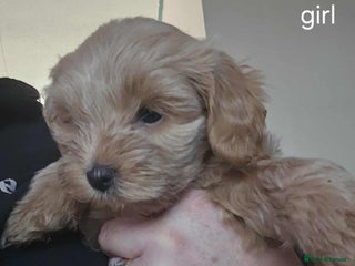 Mixed Breed dogs - Advert 10