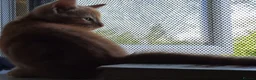 Mixed Breed cats for sale: Domestic playful kittens - Advert 3