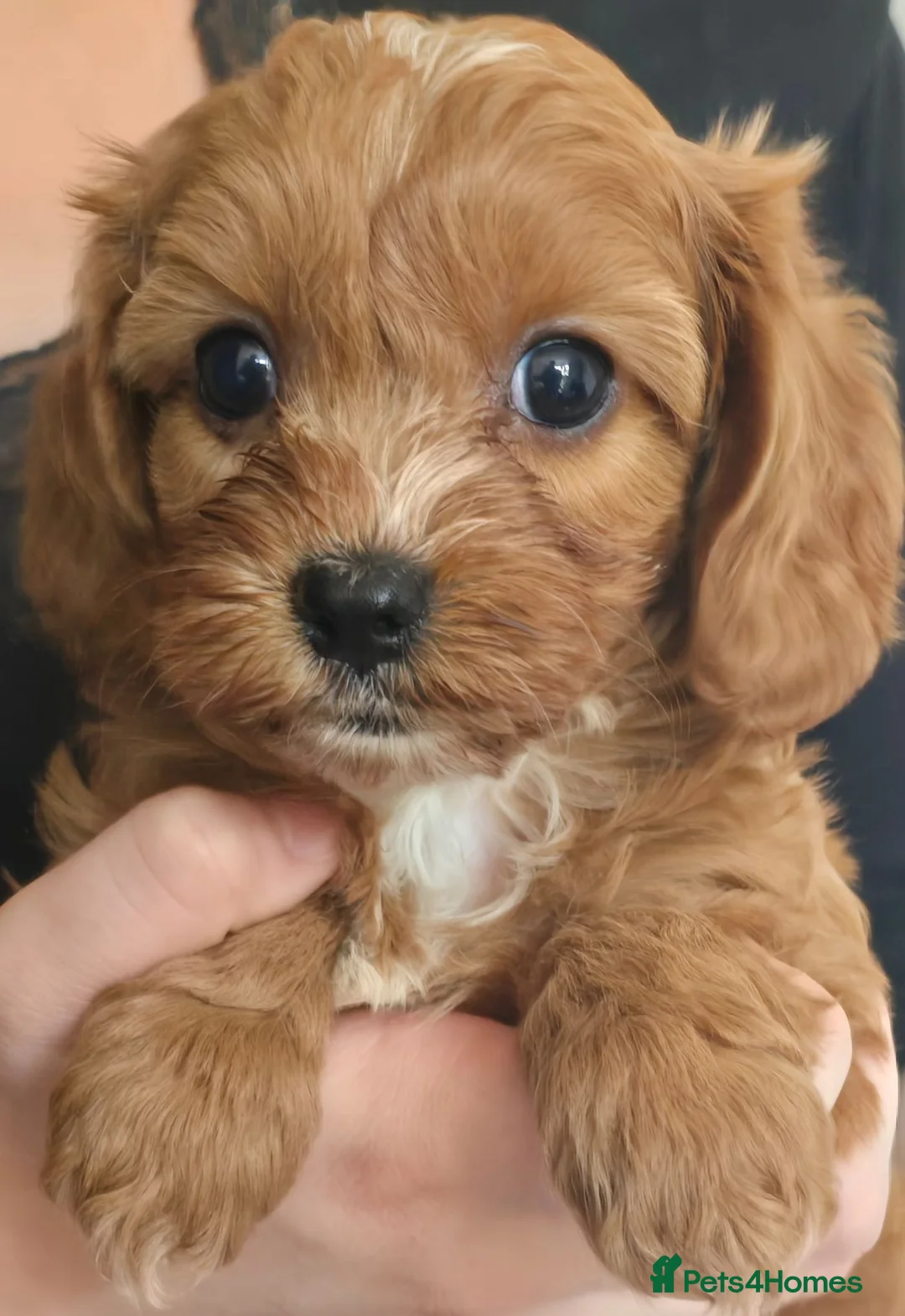 Cavapoo dogs for sale: Fox Red f1 cavapoo puppies  - Advert 2