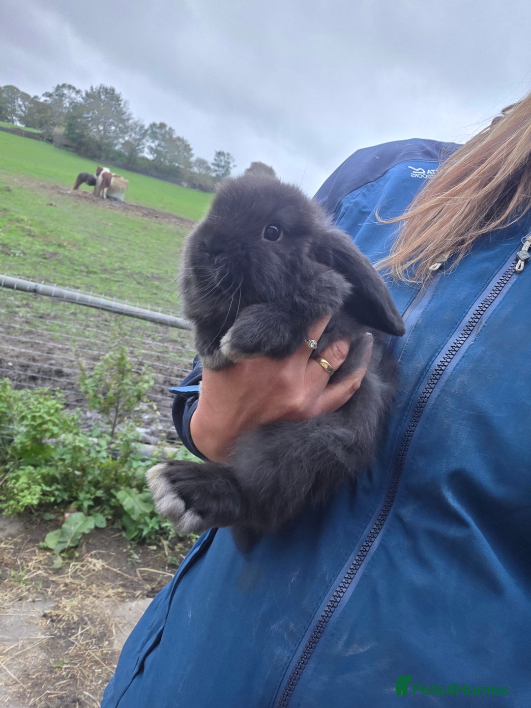 Mini Lop rabbits for sale: Pure bred Mini Lop Bunnies - Image 18