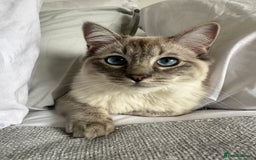 Ragdoll cats for sale: Coco and Willow Male Ragdolls - Advert 3