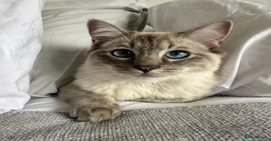 Ragdoll cats Coco and Willow Male Ragdolls - Advert 15