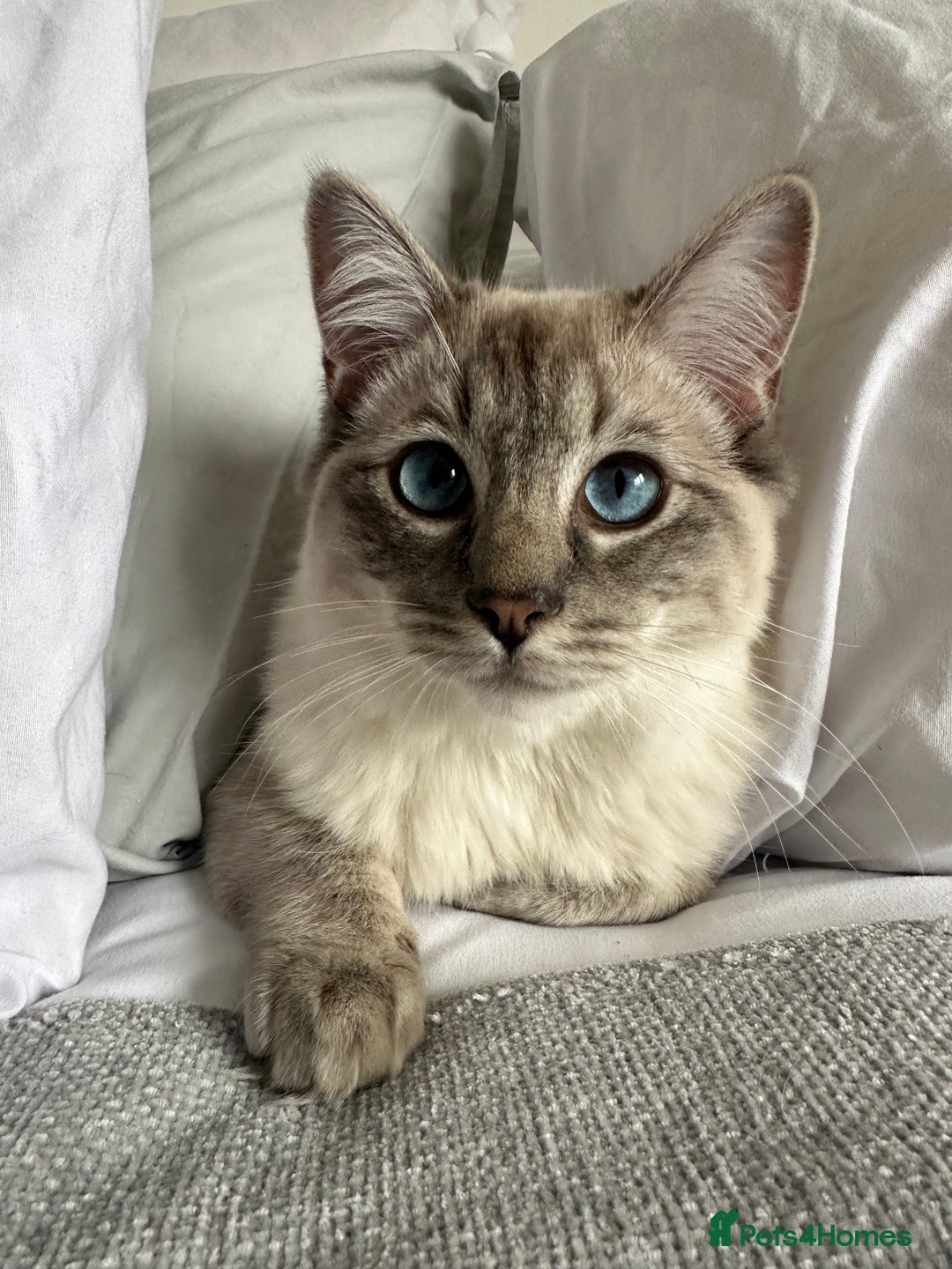 Ragdoll cats for sale: Coco and Willow Male Ragdolls - Advert 3