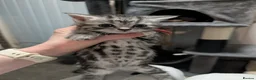 Mixed Breed cats for sale: LAST 2: British shorthair kittens - Advert 27