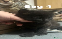 Toyger cats for sale: Stunning half toyger kittens - Image 5