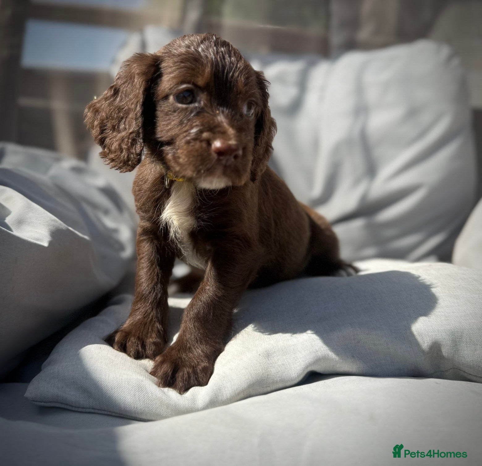 Sprocker dogs Beautiful Sprocker Spaniel Puppies for Sale!  - Advert 2