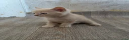 British Shorthair cats for sale: 4 British short-hair kittens, 1 male , 3 female - Advert 15