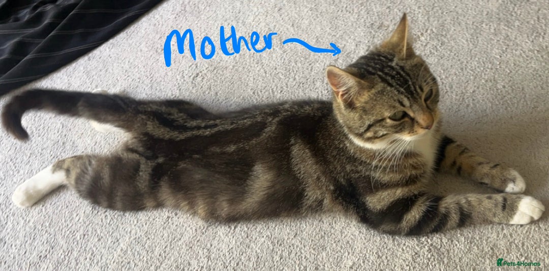 Mixed Breed cats for sale: 5 Little Furballs Looking For Loving Homes😻😻 - Advert 19