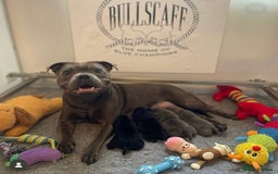 Staffordshire Bull Terrier dogs for stud: A NEW SUPERIOR SOLID BLUE MALE  - Image 9