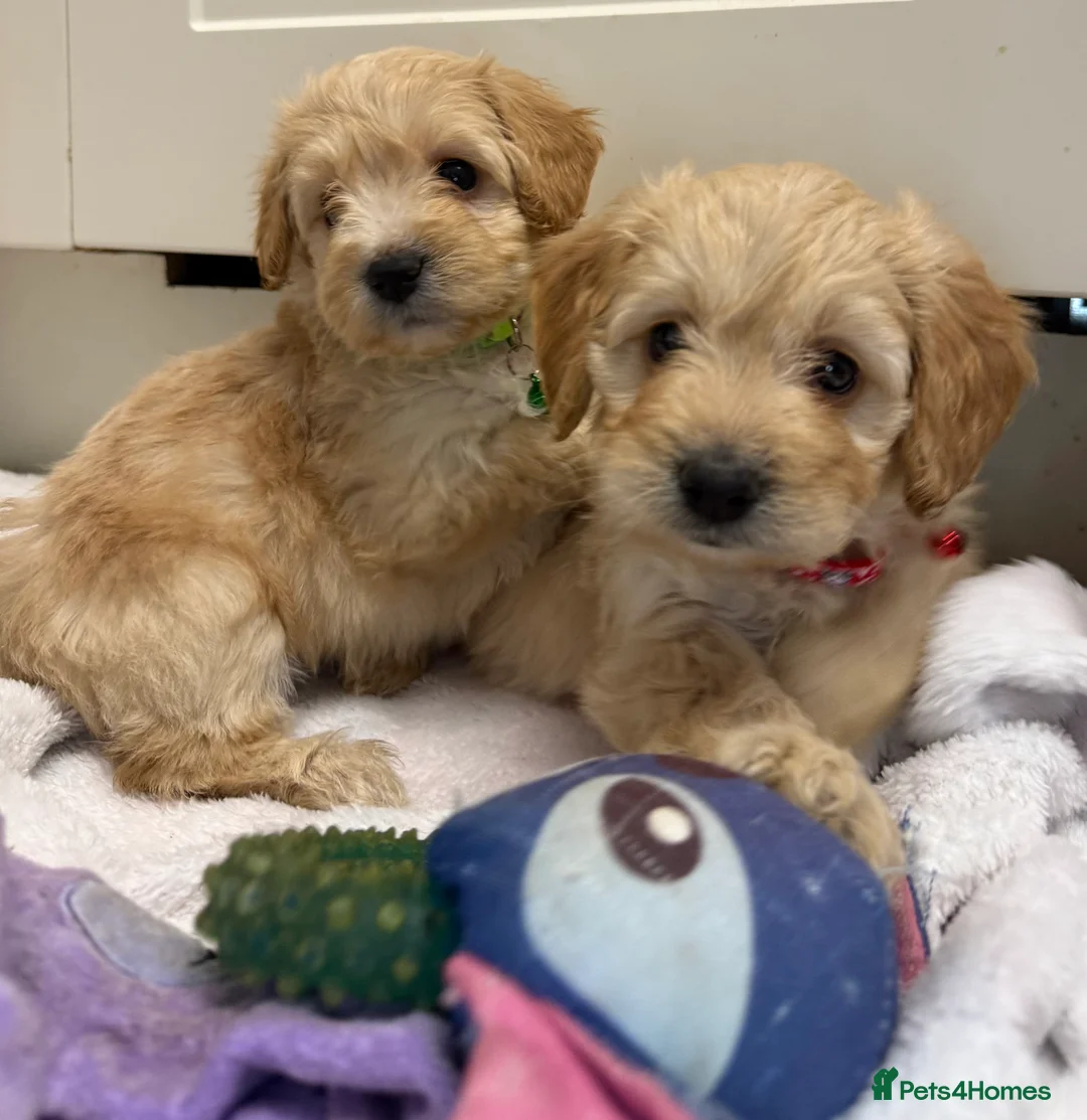 Cockapoo dogs for sale: Beautiful Health Tested Cockapoo Puppies - Advert 17